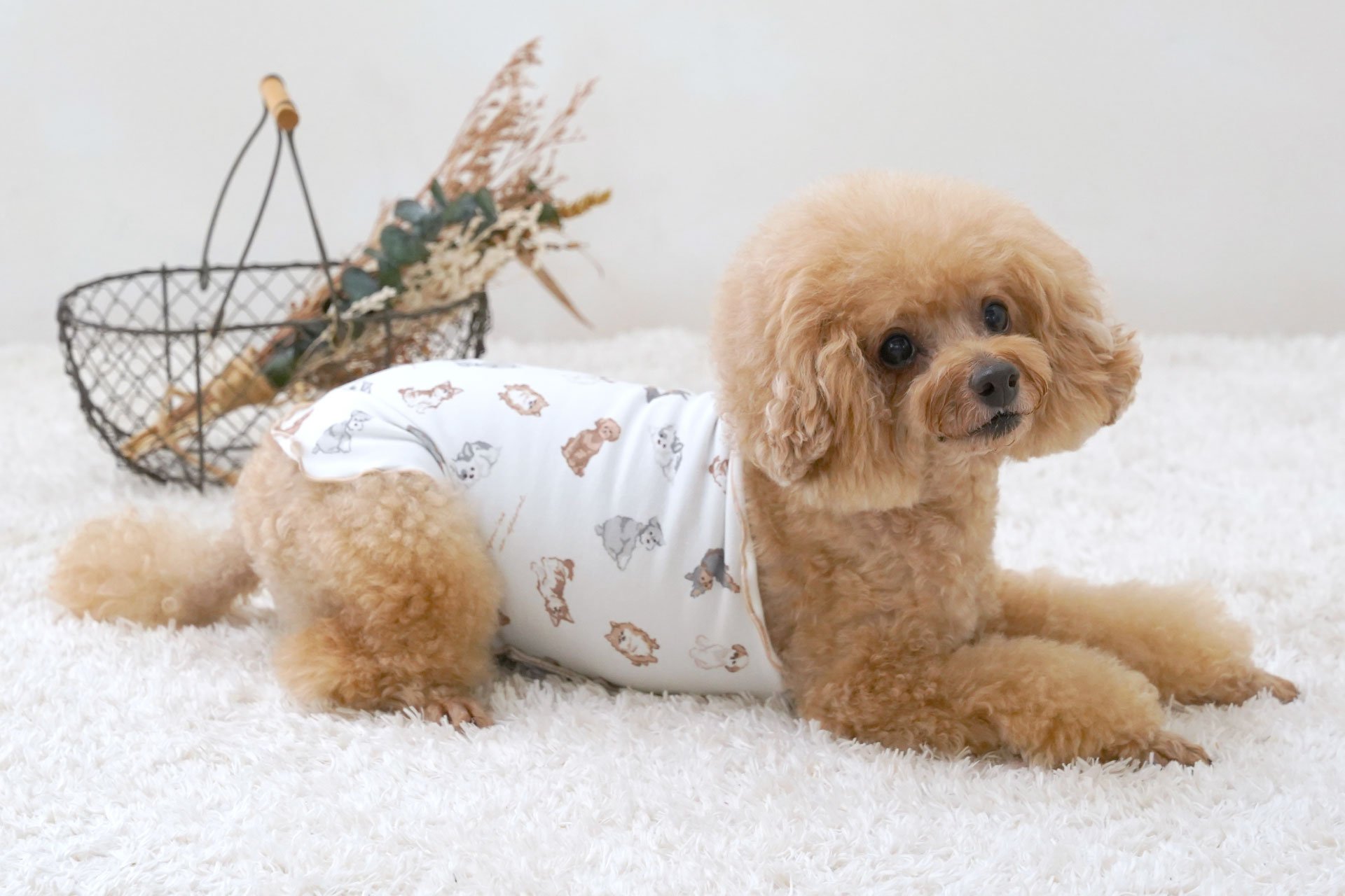 愛犬の快適な冬をサポート！】 『ペットパラダイス』からシニア犬にも