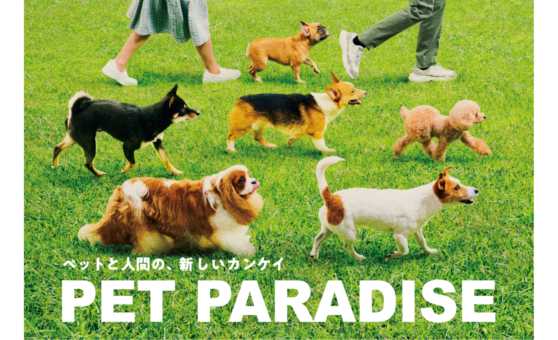 スヌーピー 遠赤外線 犬たんぽ 《ブラザー柄》 40×48cm / PET