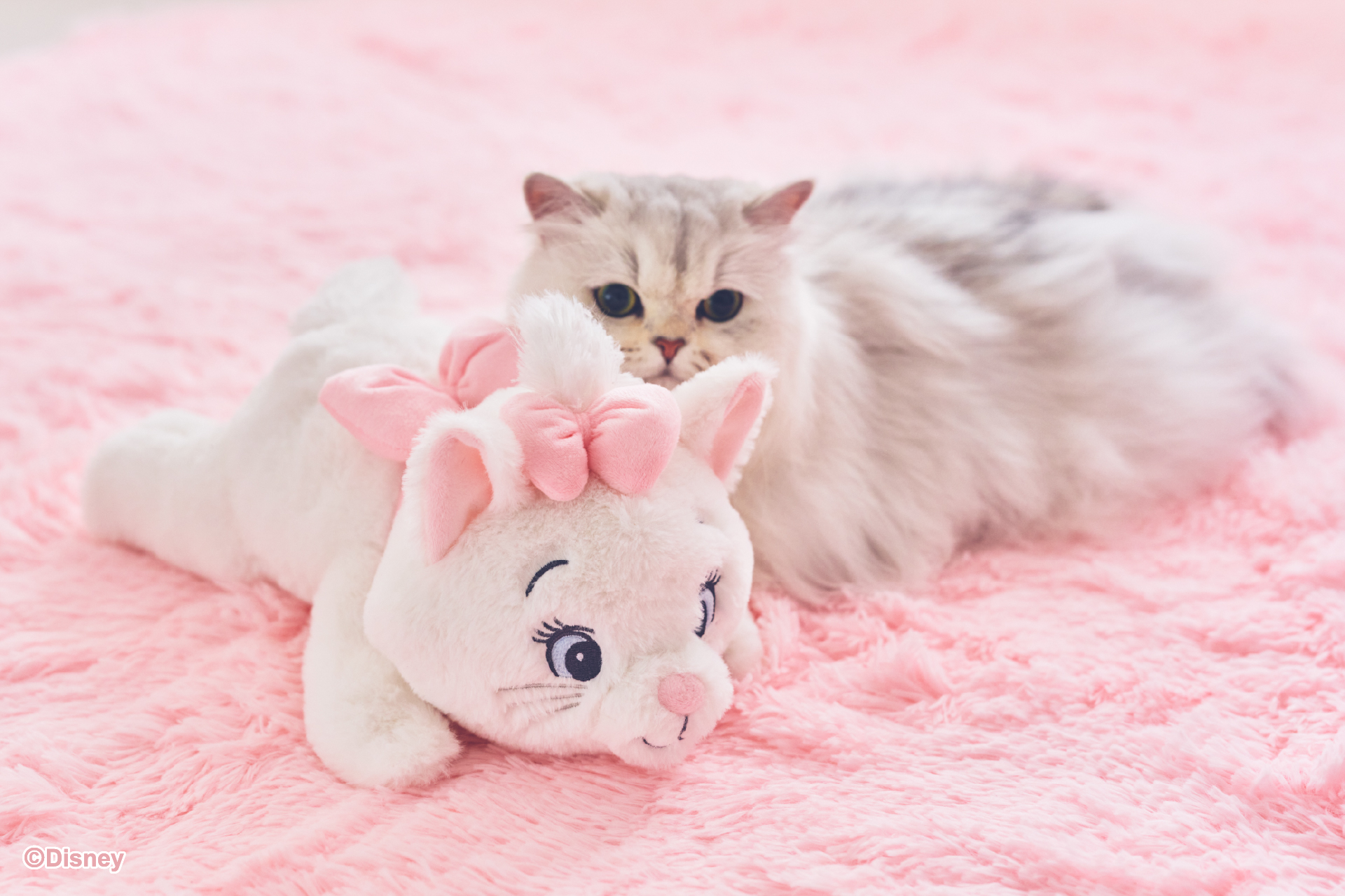 猫好きの心を掴む ディズニー人気キャラクター『マリー』の猫用